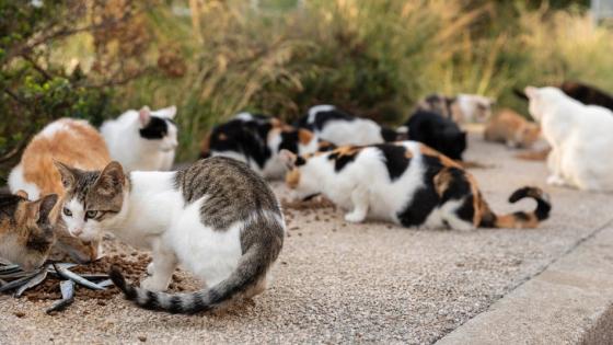 مجلس محلي بأستراليا يمنع تجول القطط في الشوارع: “ستكون شيئا من الماضي”